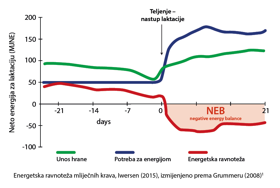Diagramm Energiebilanz einer Milchkuh (modifiziert nach Iwersen et al, 2015)